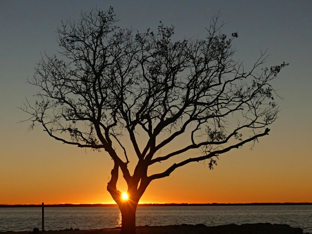 Magic Sunrise and Sunset - crepuscular rays or beams of light shining through the opening of the lone tree on the bay