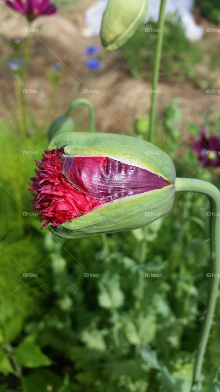 A red poppybud