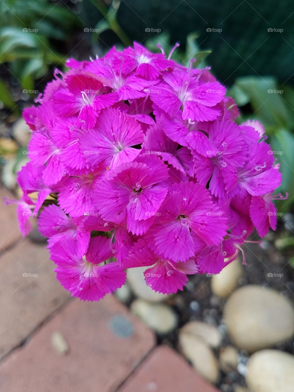 Pink  Flowers