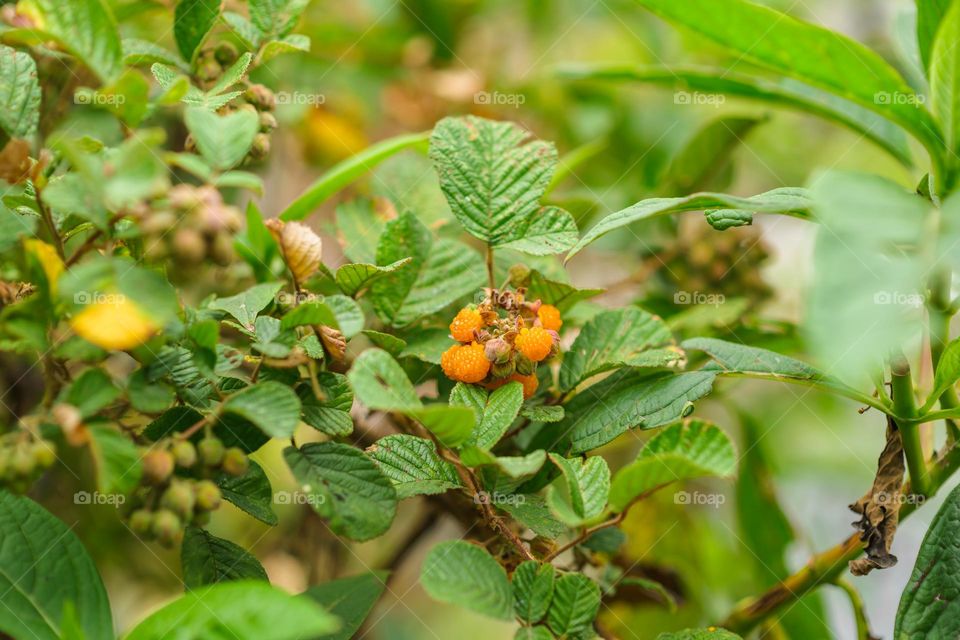 Springtime in the wild, the Himalayan golden/yellow raspberry.