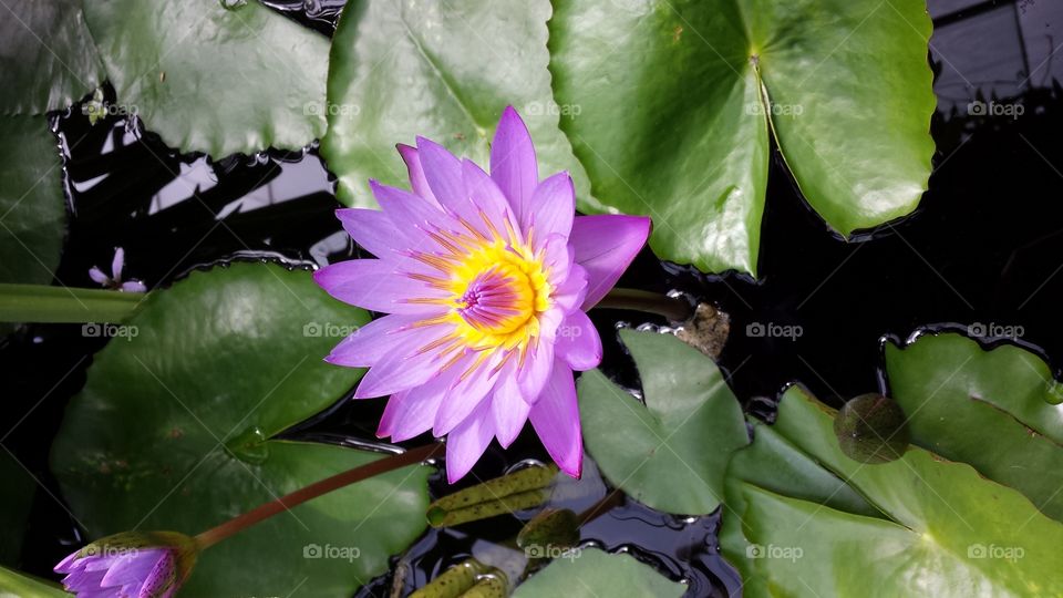 Purple Lily with Lily Pads. Pretty purple lily surrounded by lily pads at a flower show