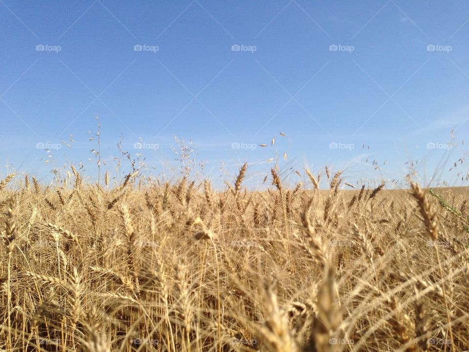 Wheat