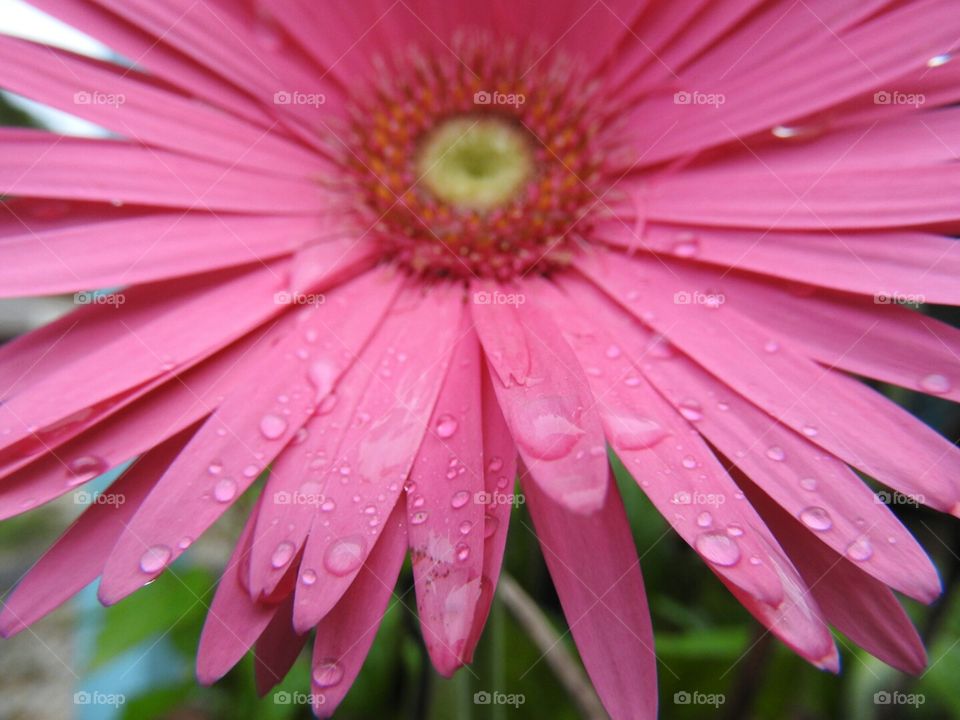 Dew on pink