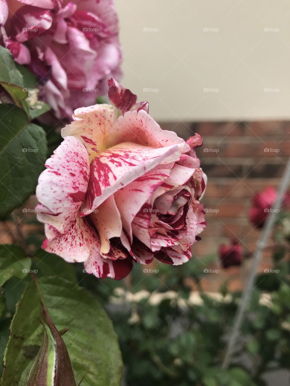 Stunning pink rose