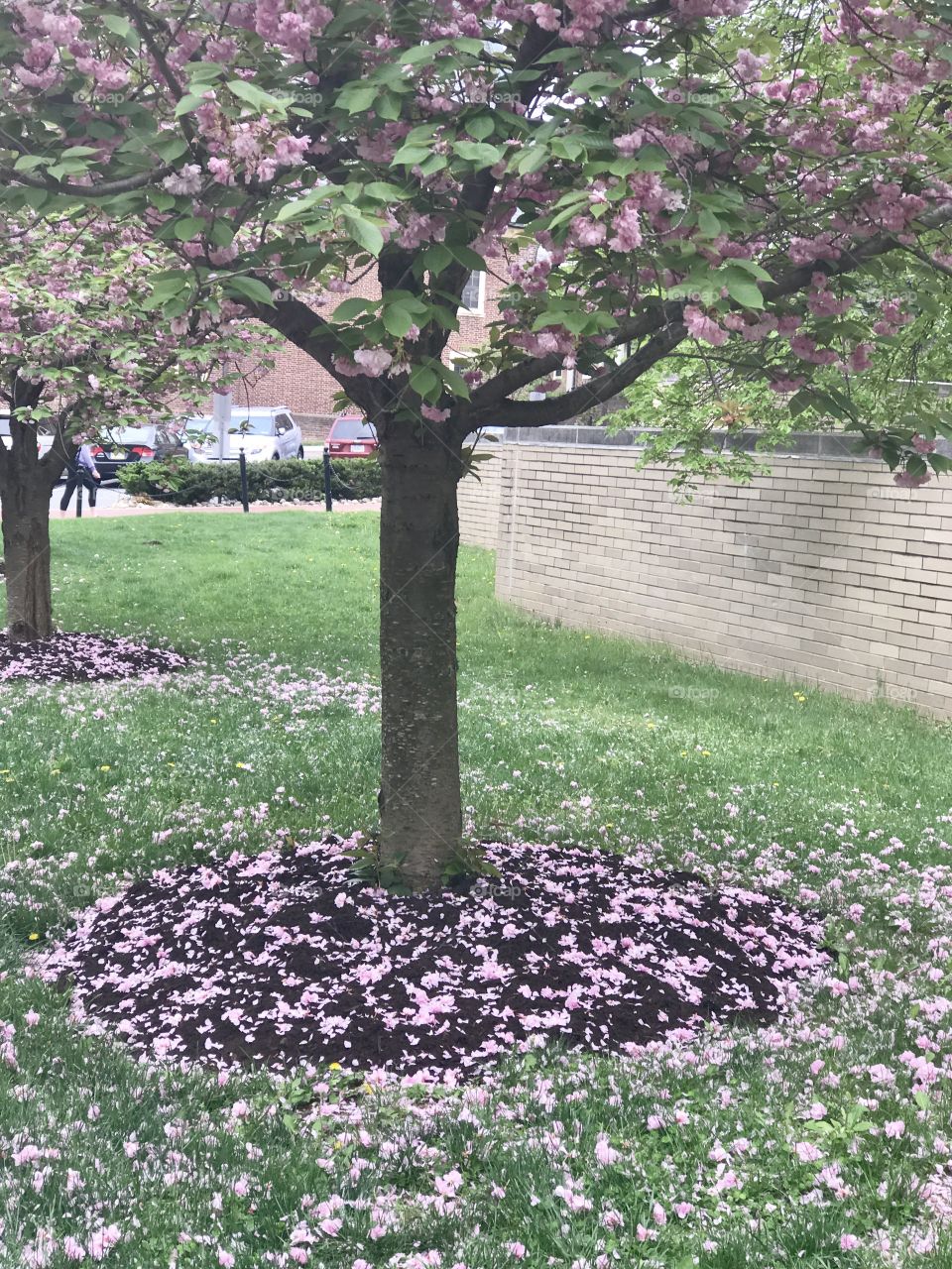 Campus Blooms 