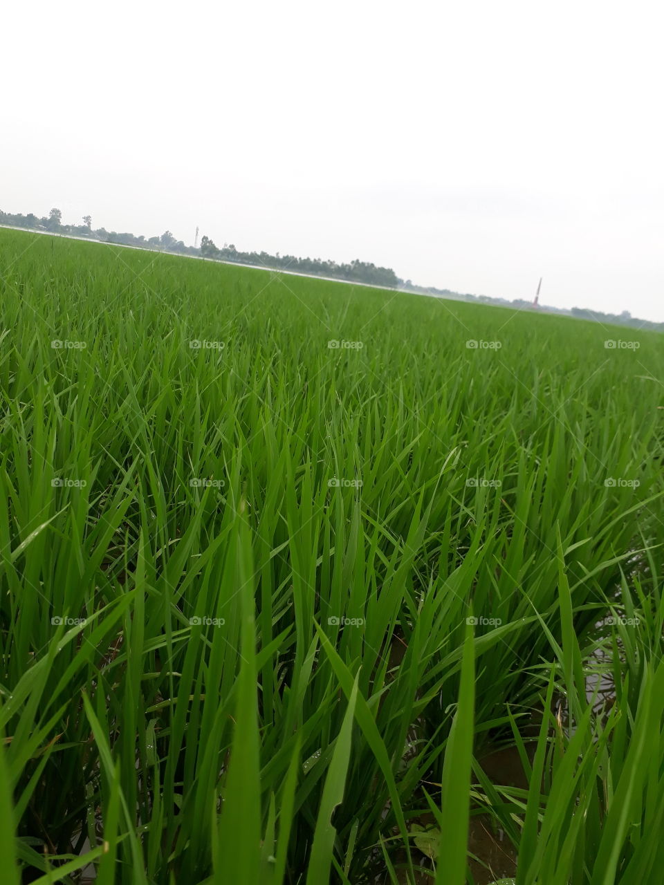 Purdy filled in Indian village