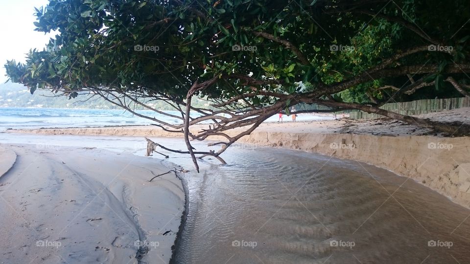 Water, No Person, Landscape, Tree, Nature