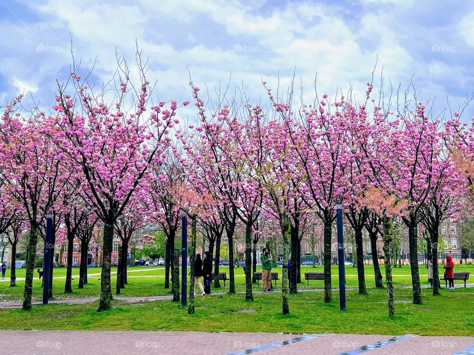 Blooming sakura cherry blossom in the city park 