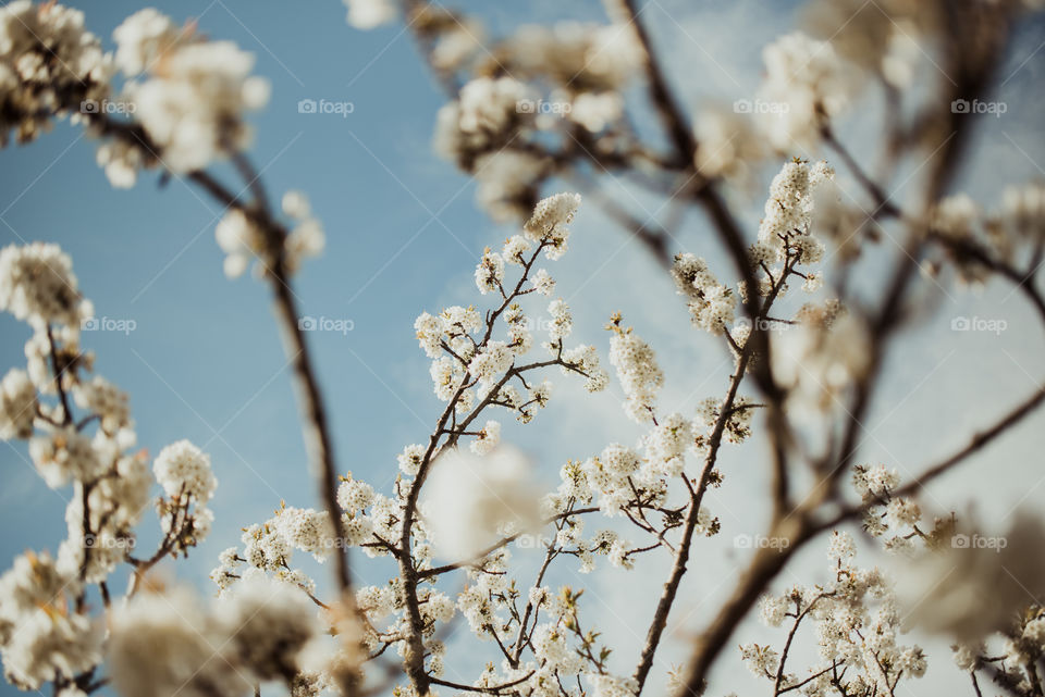 Celebrating spring 🌼