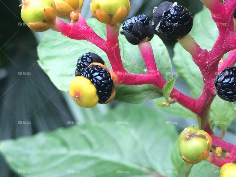 Nature, No Person, Leaf, Outdoors, Summer