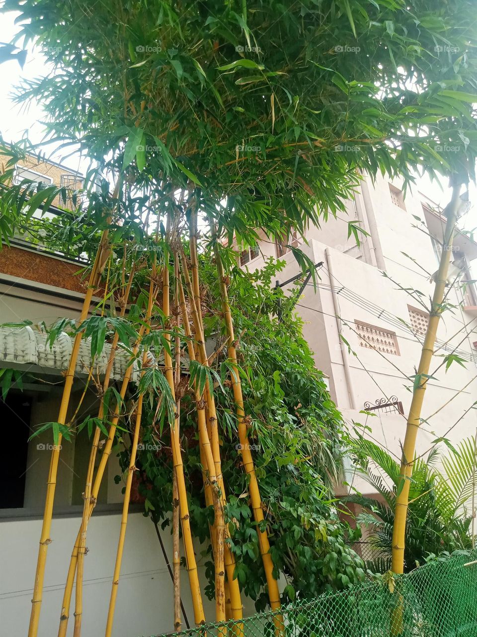 ravarma bamboo tree