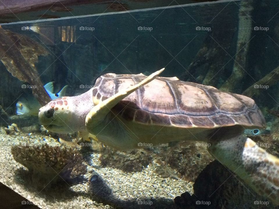 Sea turtle having a swim 