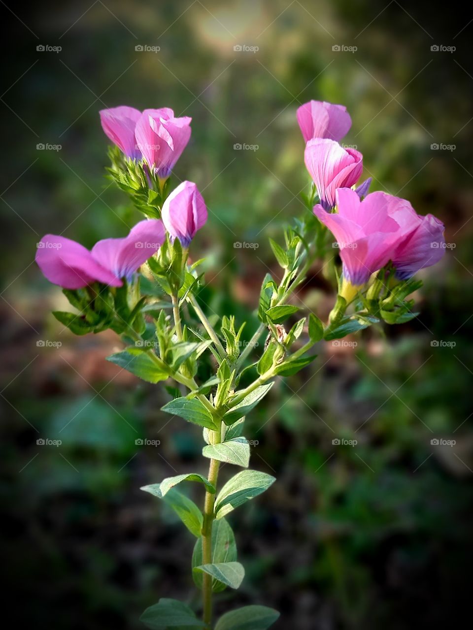 Linum viscosum