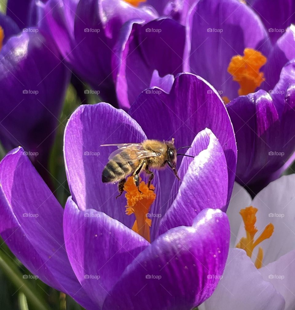 Spring bee
