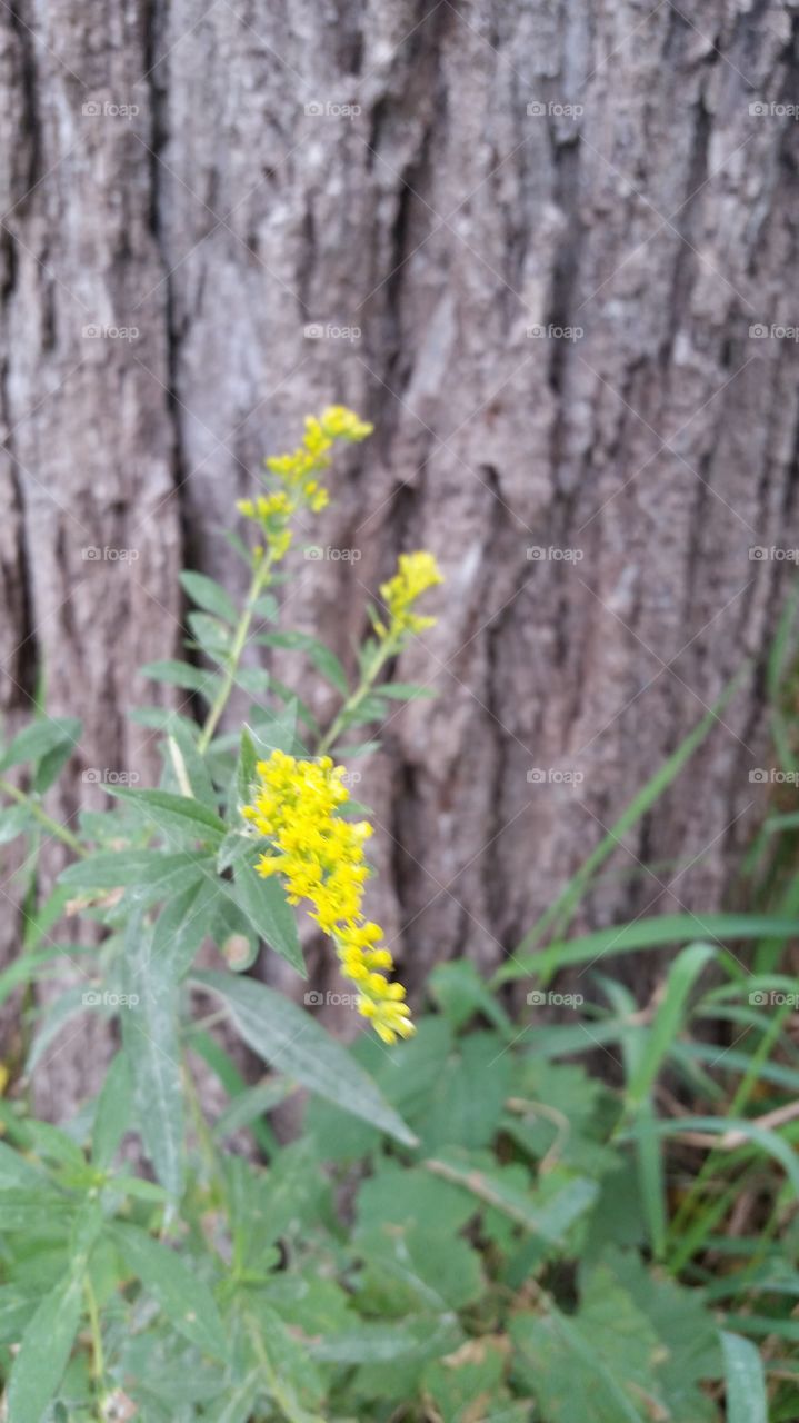 goldenrod