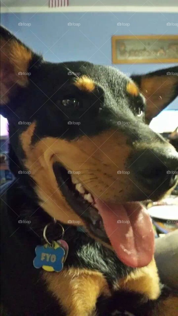 Fyo the Australian Kelpie