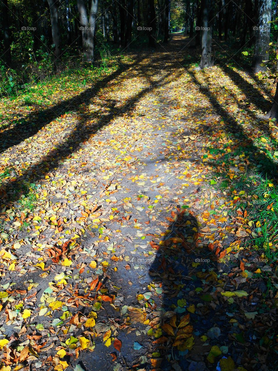 autumn park and shadows people