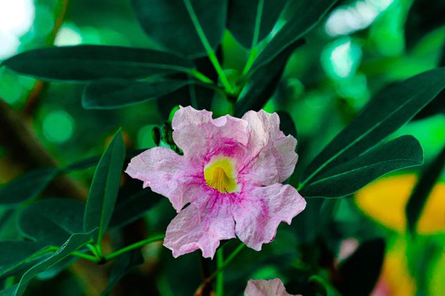 pink and yellow tropical flower