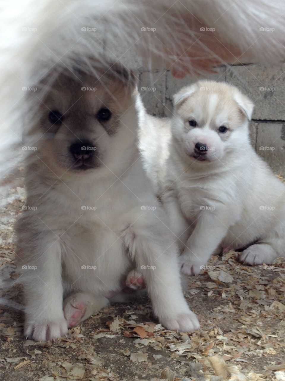 There is a better world with puppies