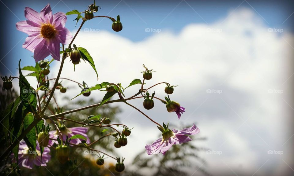 Wildflowers in Guatemala highlands 