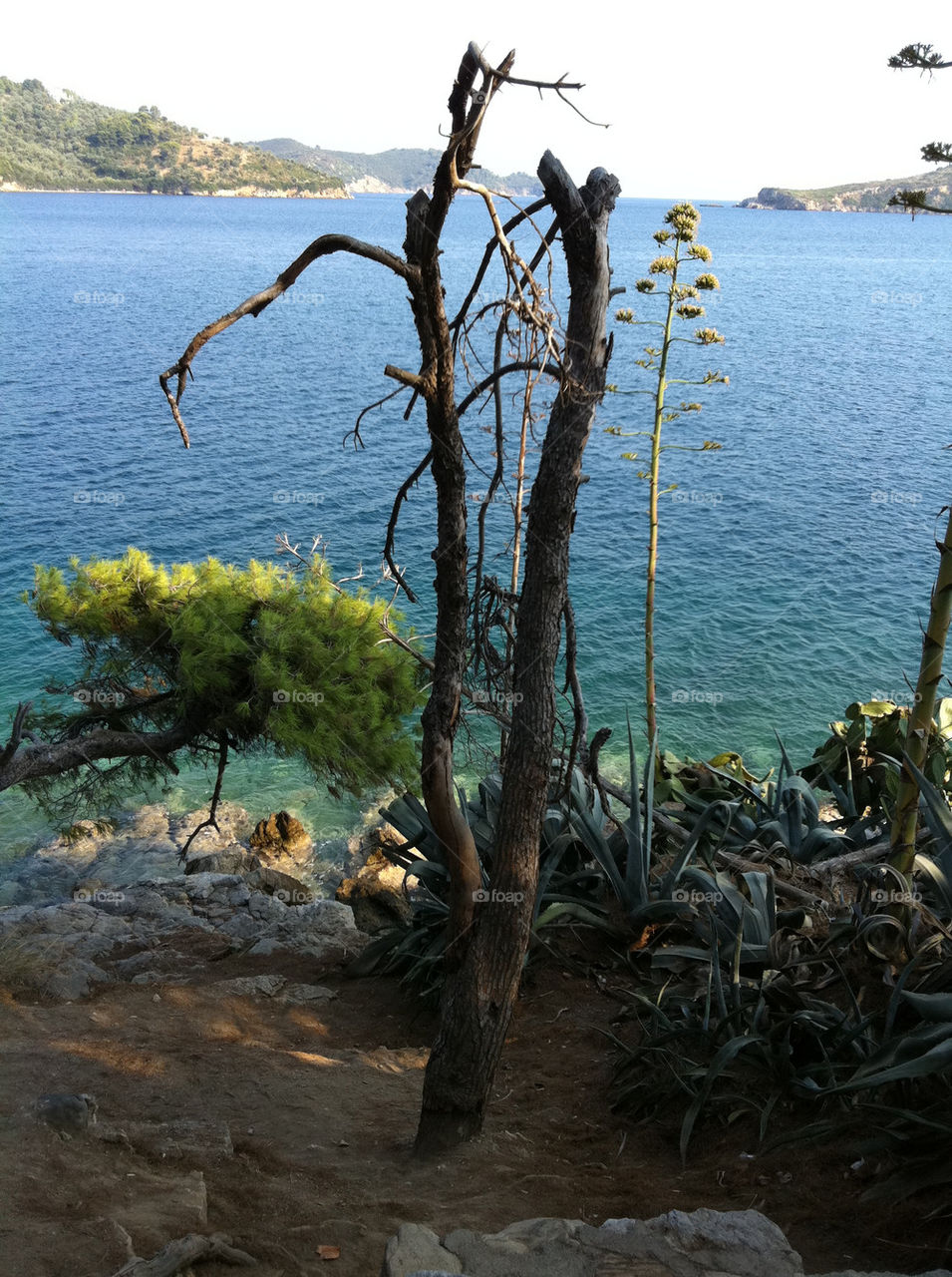 trees sea scenery vegetation by jeanello