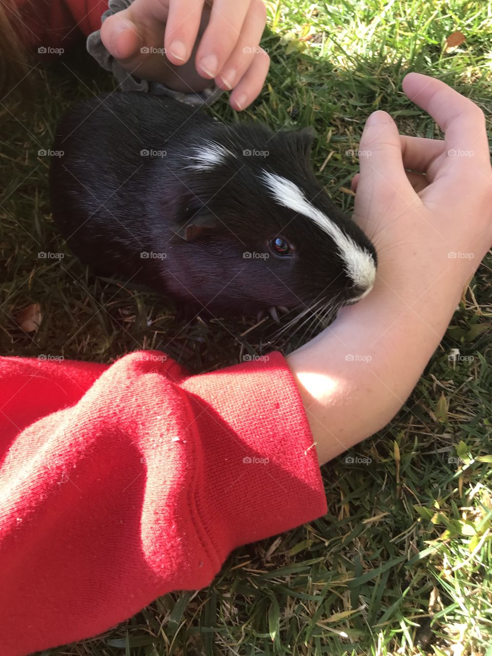 A little black and white striped furry guinea pig snuggling up in a girl’s arm outside on the green grass in nature. USA, America 
