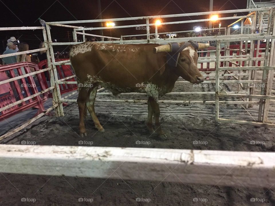 bull at a rodeo
