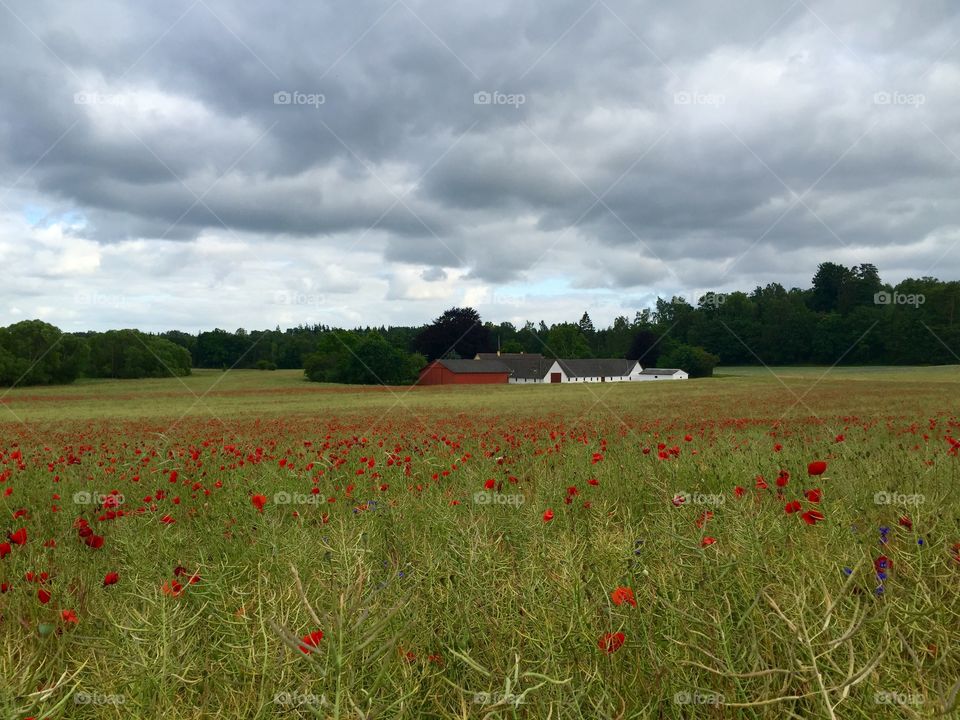 Field of red flower