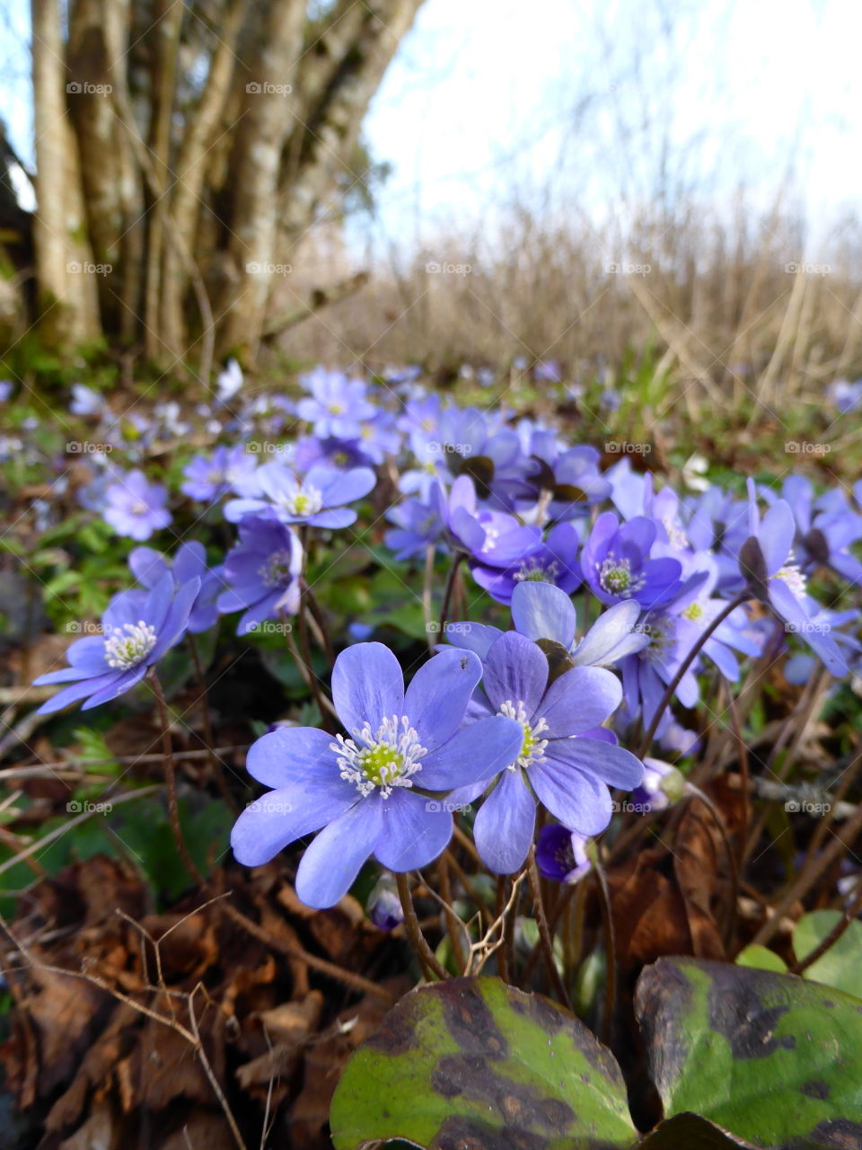 Anemones in the forest