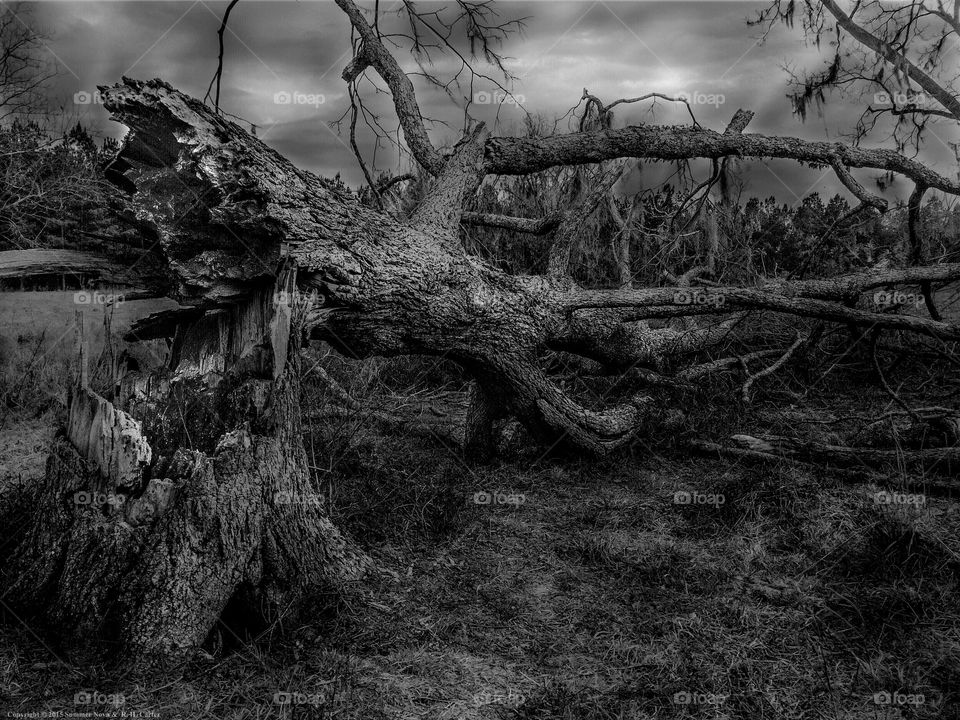 Fallen Tree (ReUpload- Brighter Version)