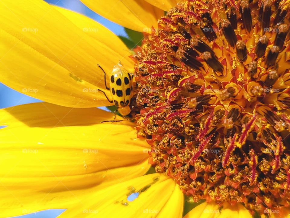 Close up of a yellow common sunflower with a yellow beetle with black spots on a bright and sunny blue sky summer day.