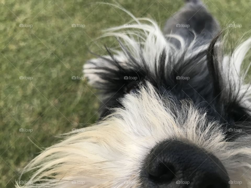 Dog close up 