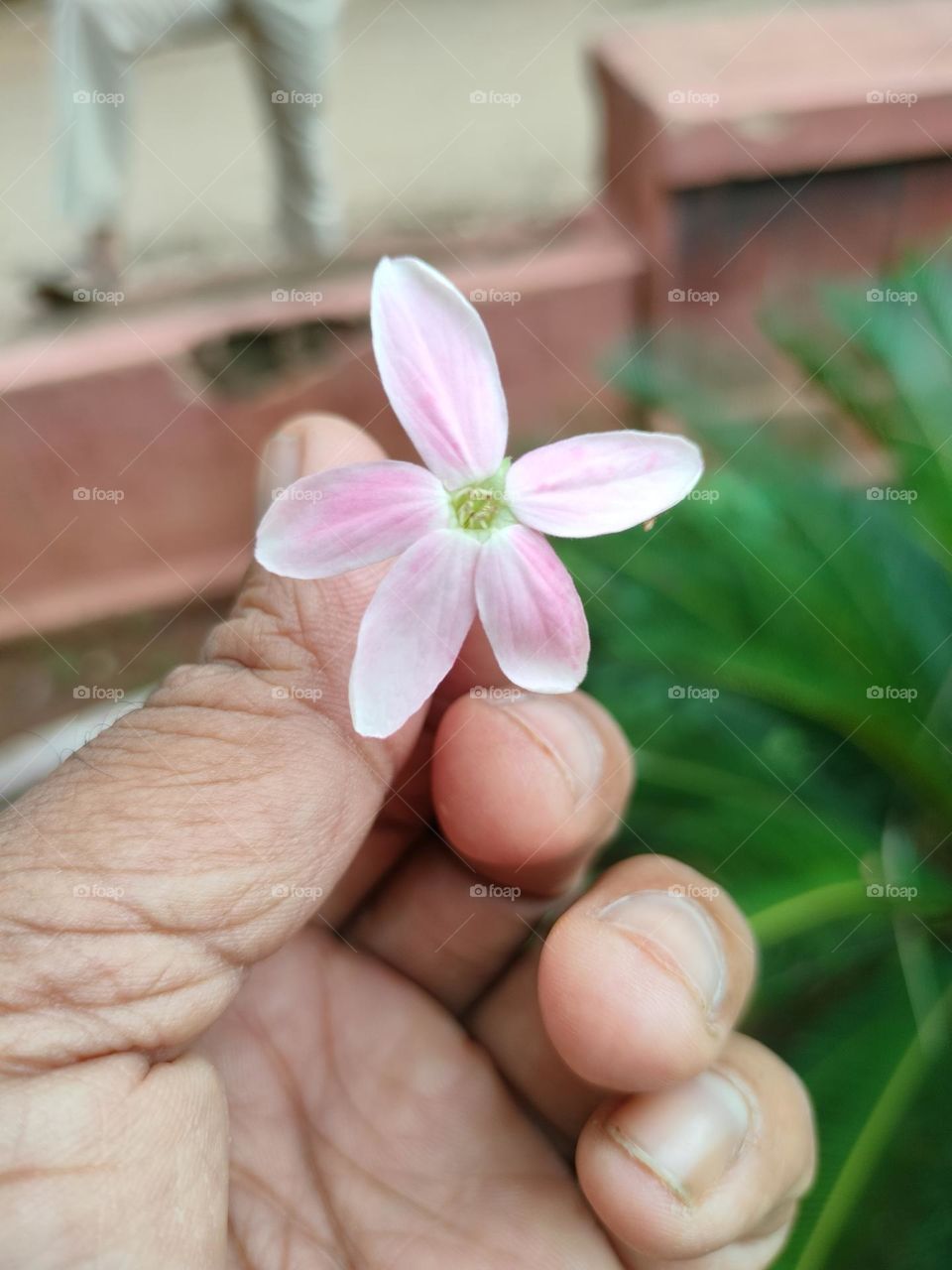 beautiful flower