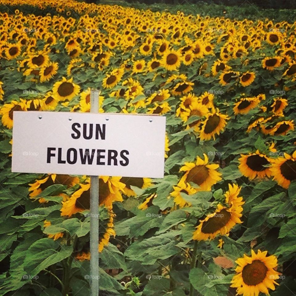 Sunflowers really?