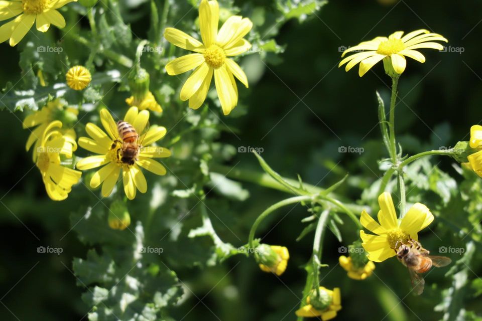 Yellow flowers blooming with bees