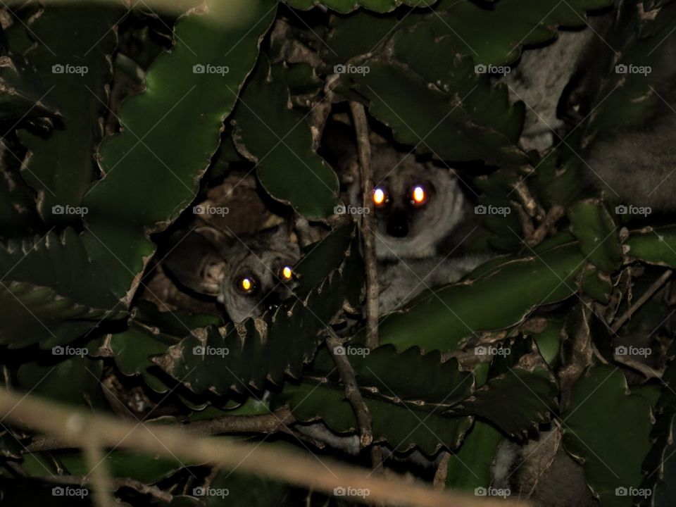 Tree, No Person, Bird, Nature, Cactus