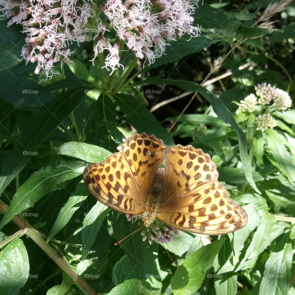 Schmetterling Kaisermantel - Butterflies