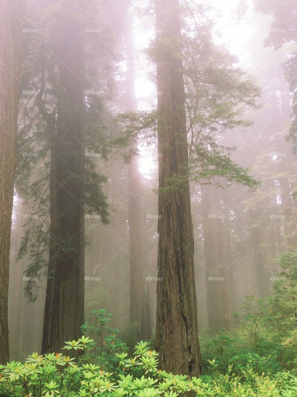 Redwoods