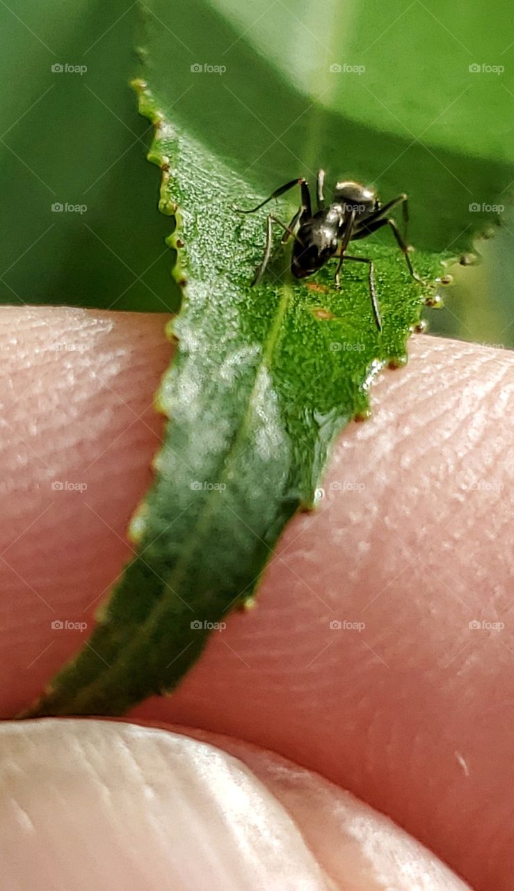 Tiny ant on a leaf