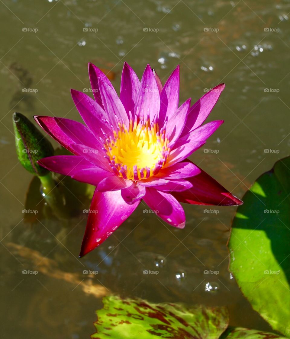 High angle view of a lotus 
