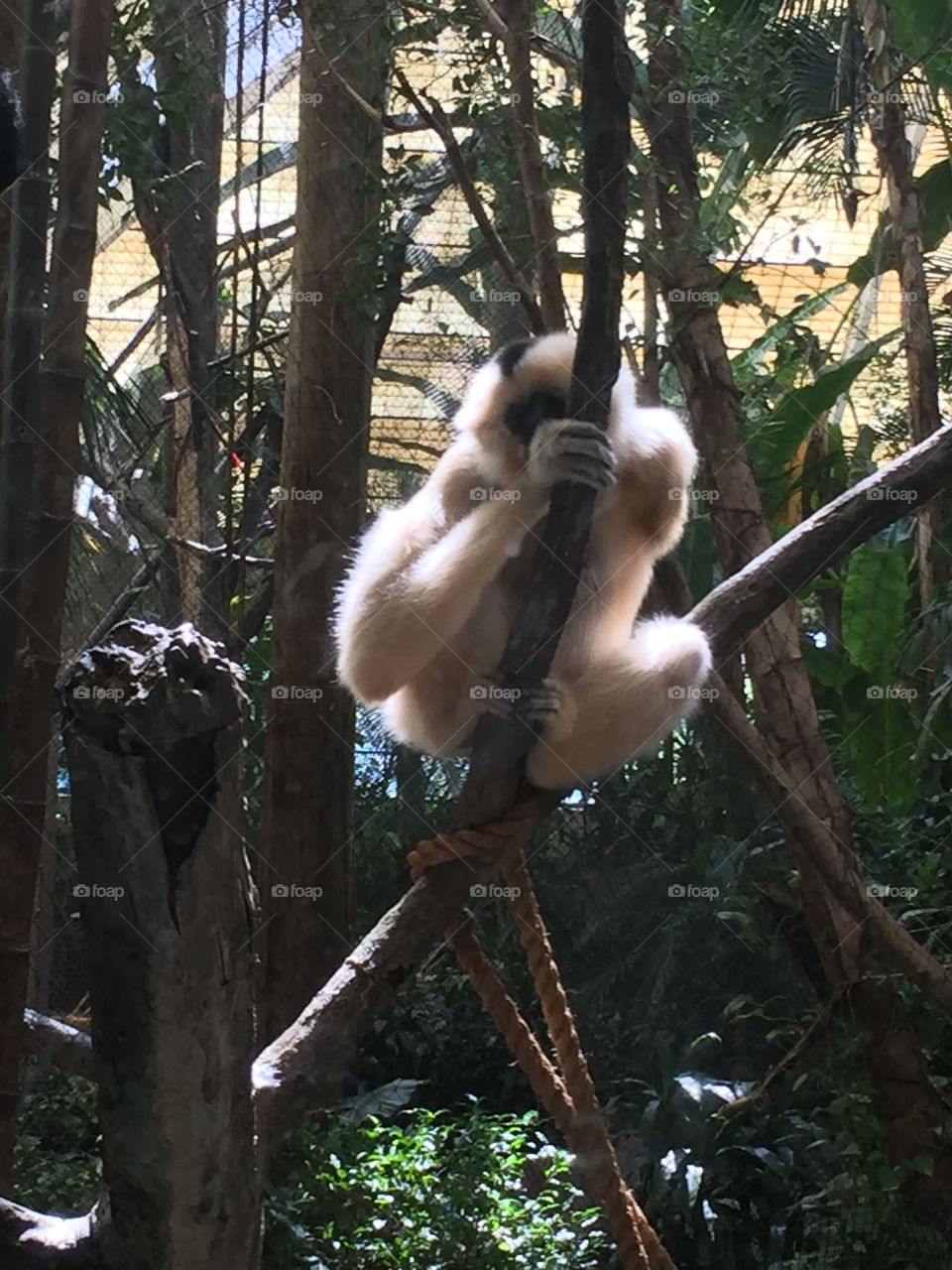 The one-armed monkey at the zoo 
