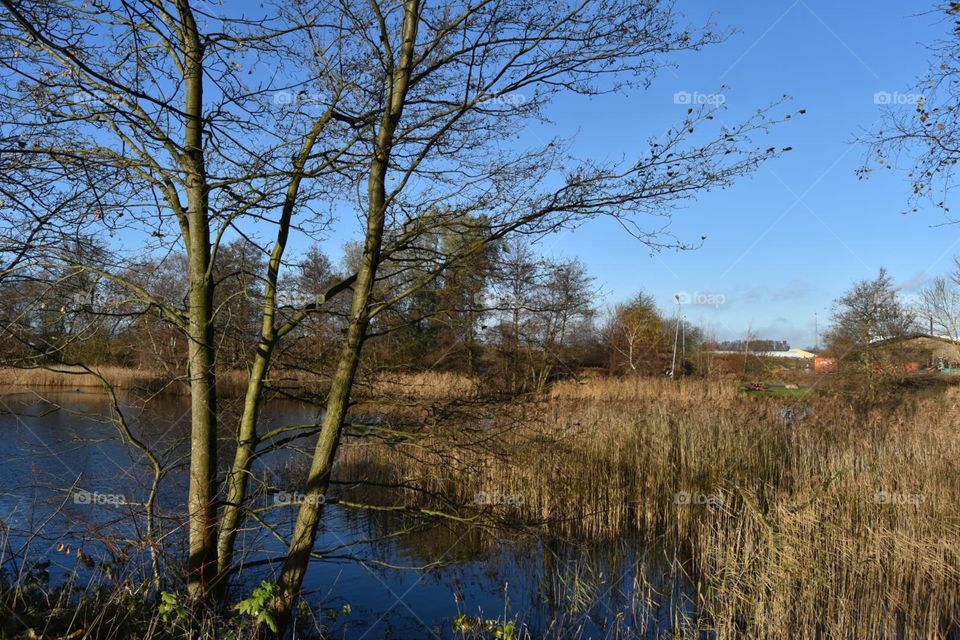 Tree, Fall, No Person, Landscape, Nature