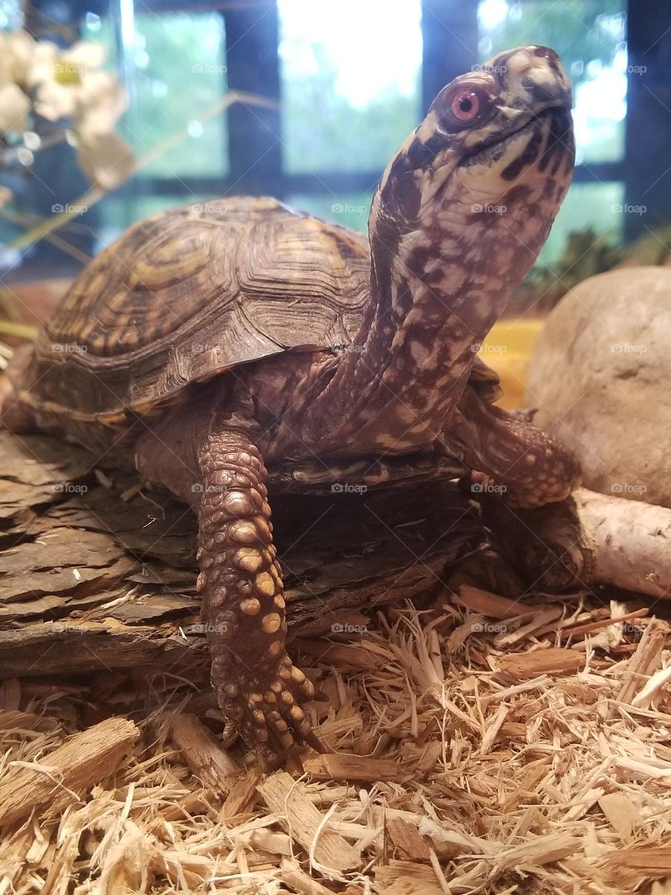 Turtle time. Cowabunga!