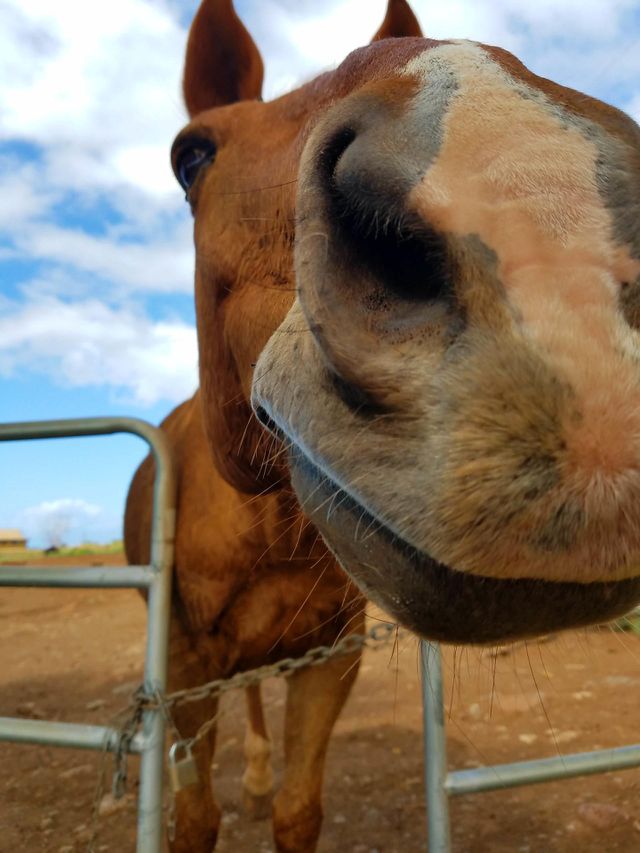 Horse nose