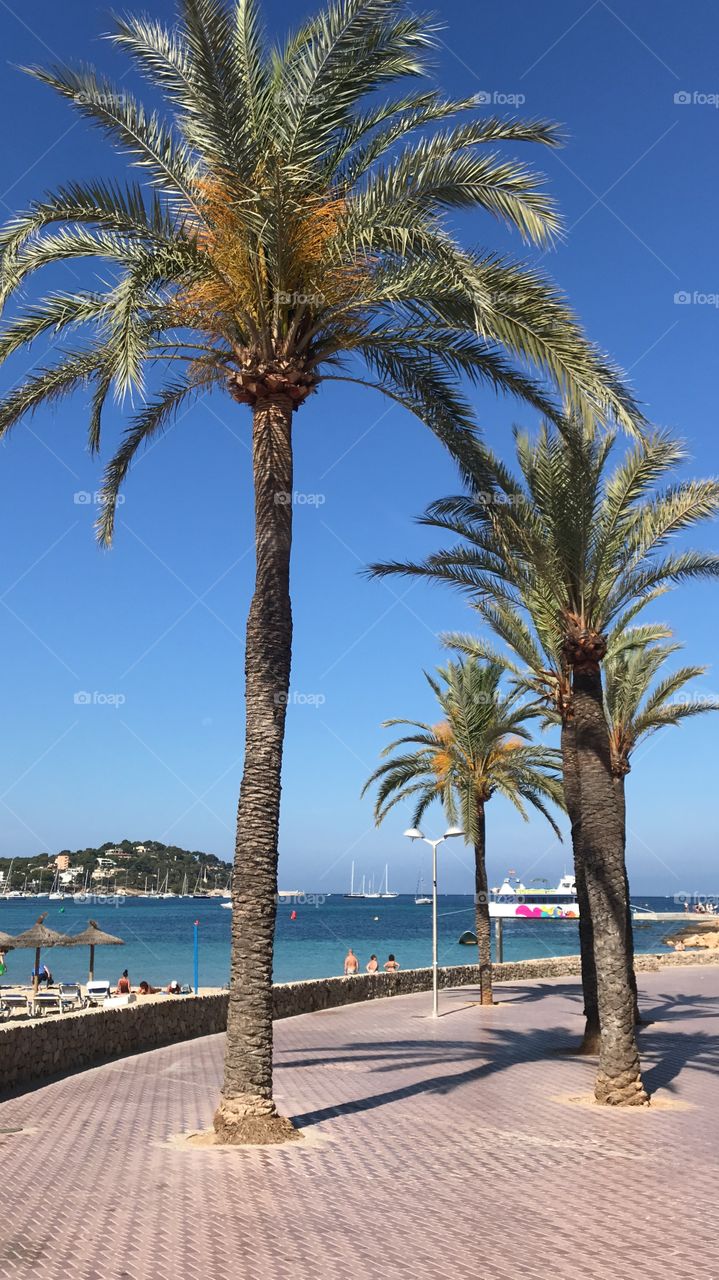 Palm trees on the beach