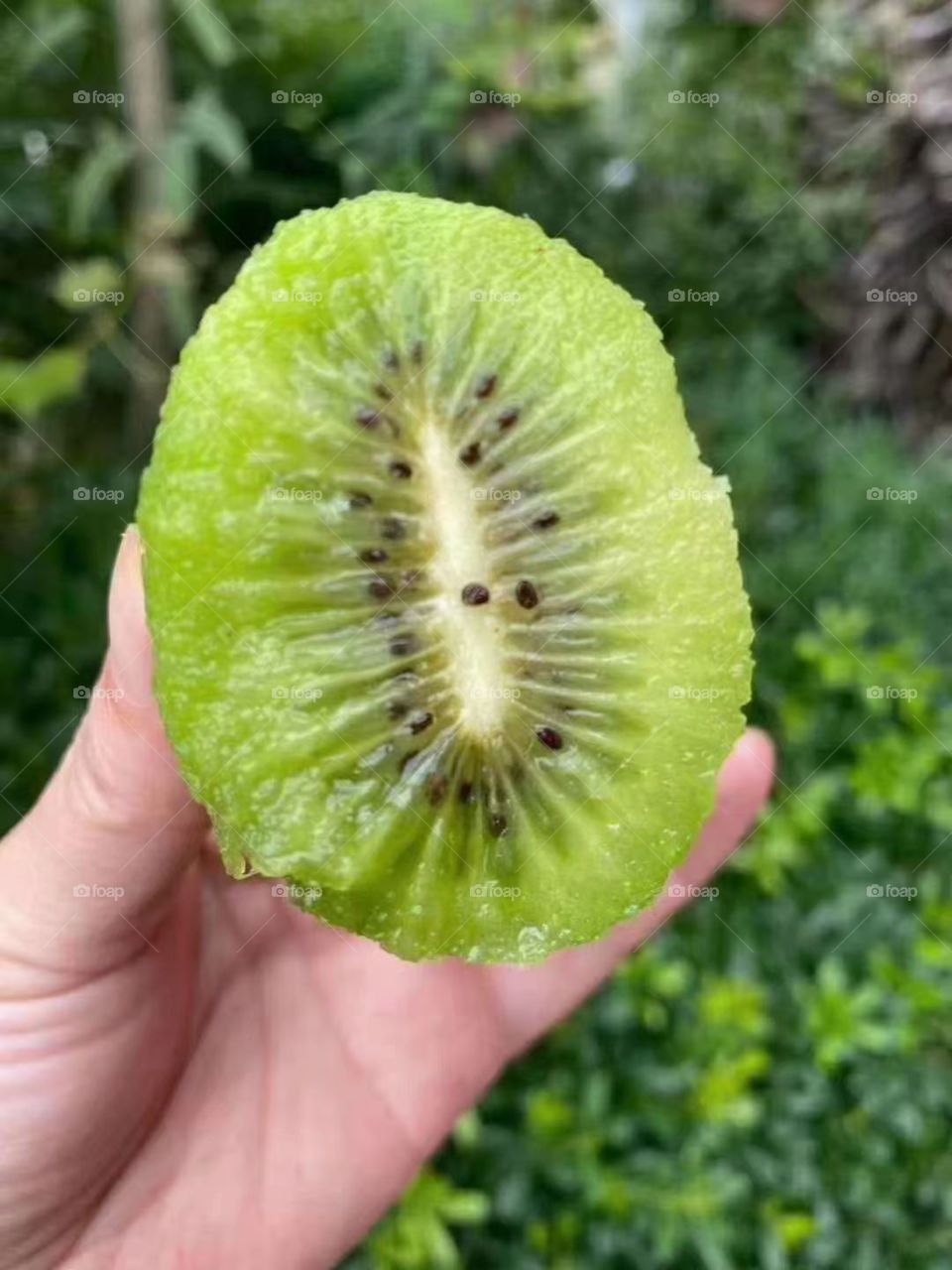 kiwi