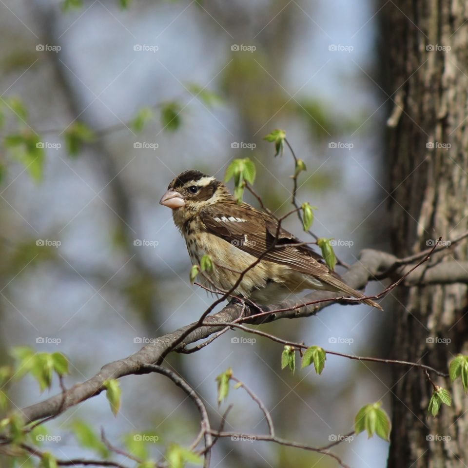 Female rose Breasted Grosbeak waiting for a turn at the feeder