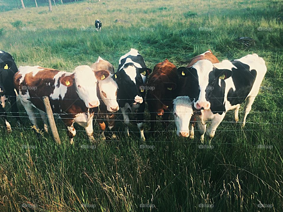 Cow in a row. Cows standing in a row with curious faces