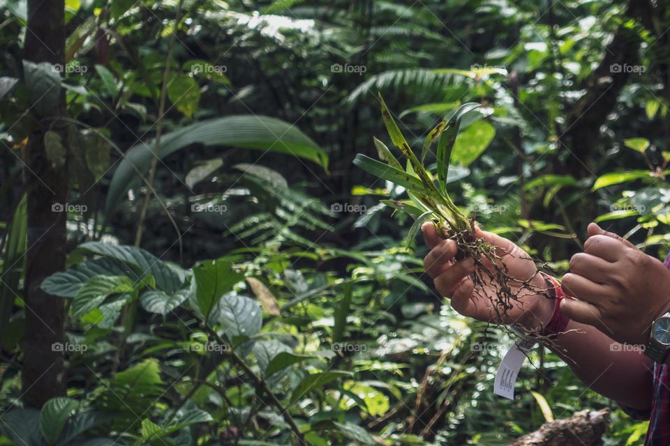 A volunter’s hand holding a plant to be planted in the middle of a green and lush forest