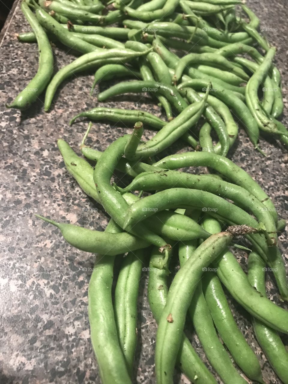 Green bean harvest